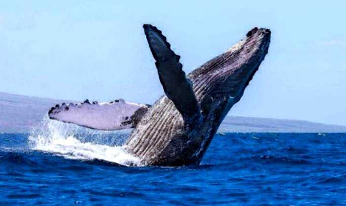 Женщина отдыхала на воде, когда перед ней выпрыгнул огромный кит