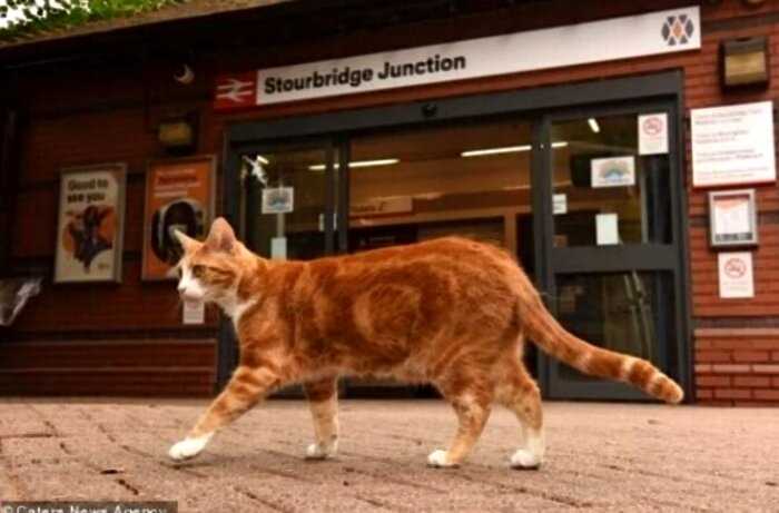 Бездомному коту дали важную работу на вокзале