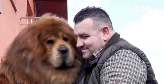 Собачья красота: самым красивым псом в мире стал тибетский мастиф из Румынии