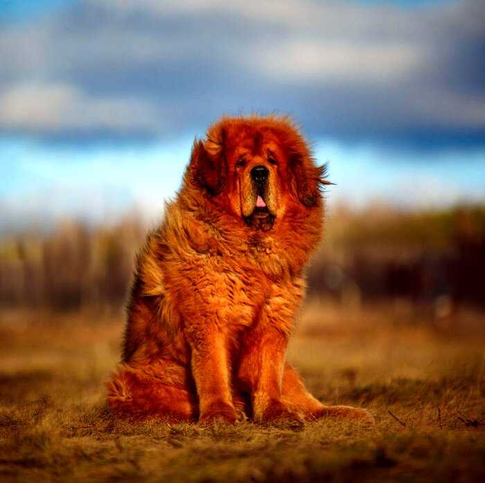 Собачья красота: самым красивым псом в мире стал тибетский мастиф из Румынии