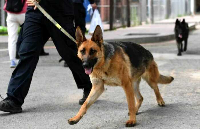 &#8203;Робких собак уволили из китайской полиции и продали на аукционе