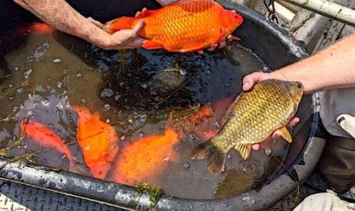 Люди выпустили из аквариума в реку золотых рыбок, а через некоторое время они расплодились и стали размером с лещей