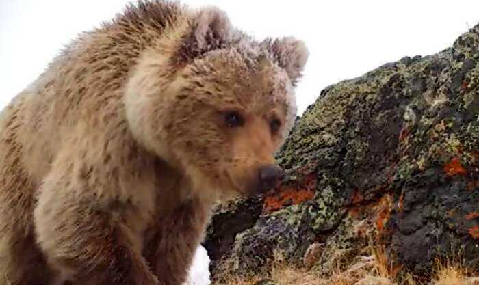 Редкий медведь не попадал на камеры заповедника, а потом выяснилось, что он охотится на фотоловушки