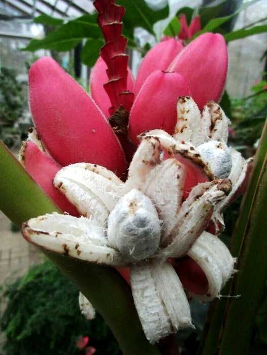 Фиолетовые и в полоску: 15 самых необычных видов бананов