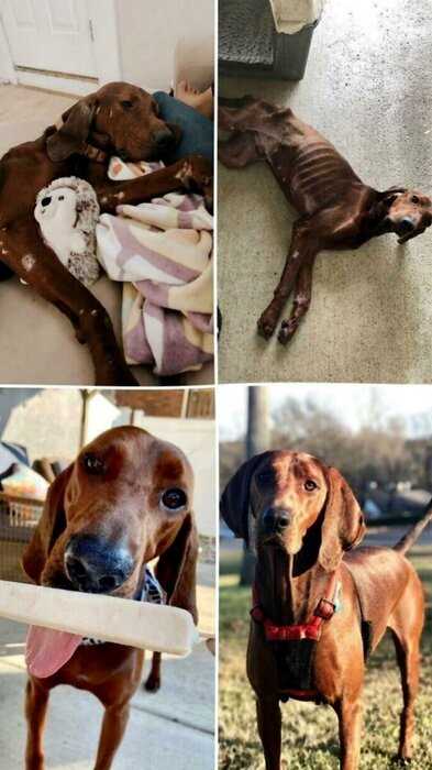 Спасибо, люди: фото собак до и после спасения, которые трогают душу