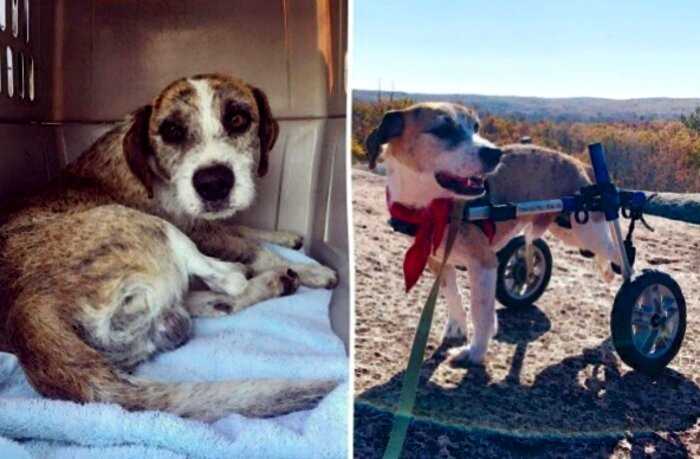 Спасибо, люди: фото собак до и после спасения, которые трогают душу