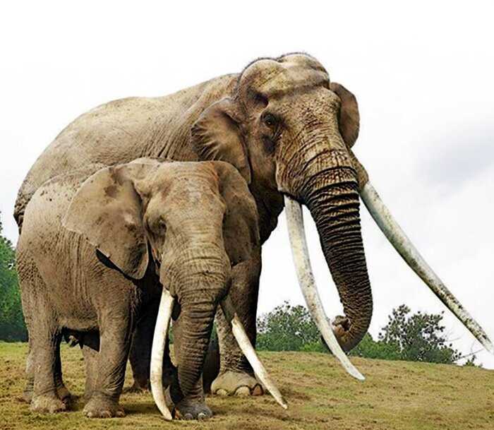 15 ярких сравнений размеров давно вымерших животных с их современными родственниками