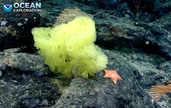 Кто проживает на дне океана: Глубоководный дрон снял самых настоящих Губку Боба и Патрика