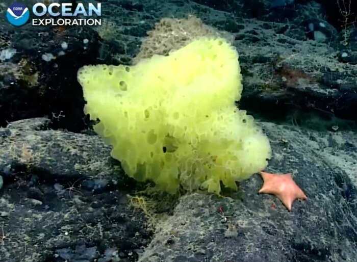 В США учёные нашли настоящих Губку Боба и Патрика на дне океана и показали фото — они реальны, но точно не друзья