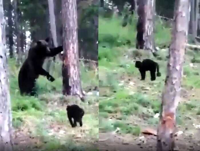 «Вася, не надо нам столько мяса»: Хозяева сняли, как домашний кот спас их от медведя, не испугавшись ни на секунду