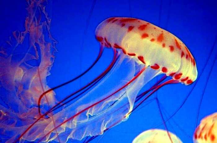 Чем опасно Азовское море: «кисель из медуз» может испортить отдых