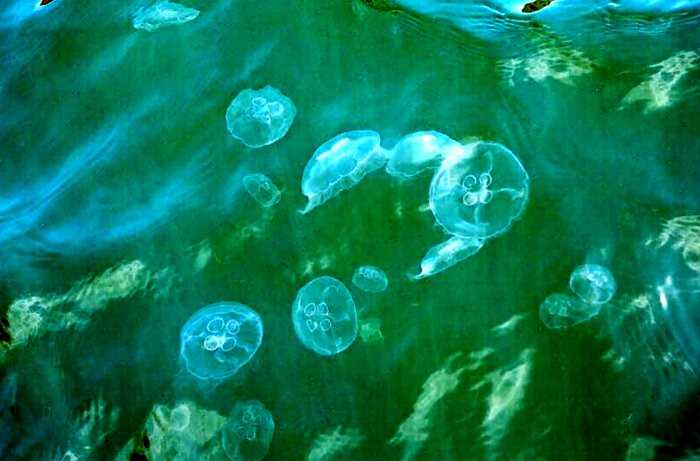 Чем опасно Азовское море: «кисель из медуз» может испортить отдых