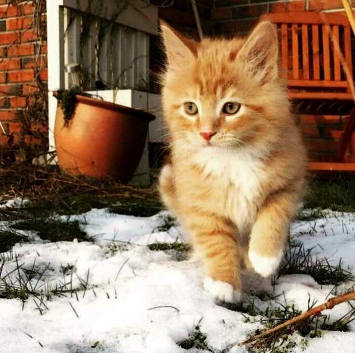 Усыновлённый котёнок оказался любителем приключений, а его нарядный хвост нужно просто увидеть…