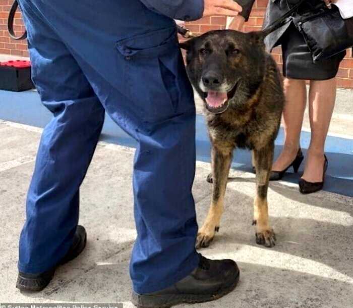 Герой: полицейский пес вернулся на службу после шести ранений
