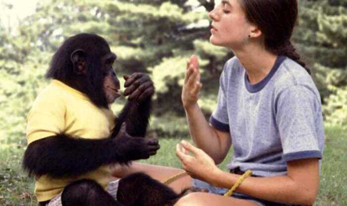 50 лет назад ученые взяли шимпанзе в семью и пытались сделать человеком. Примат выучил 125 слов и стал мыть посуду