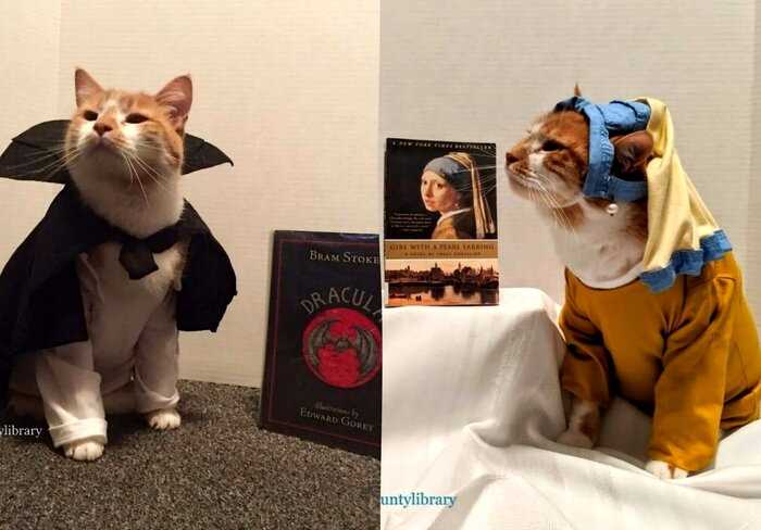 Библиотечный котик покорил сердца читателей, превращаясь в известных героев, и это 10 лучших образов