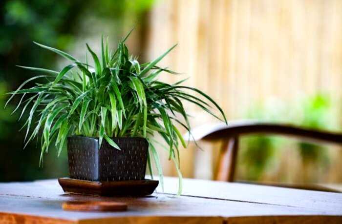 9 комнатных растений, которым достаточно минимального ухода (подойдут занятым хозяйкам)