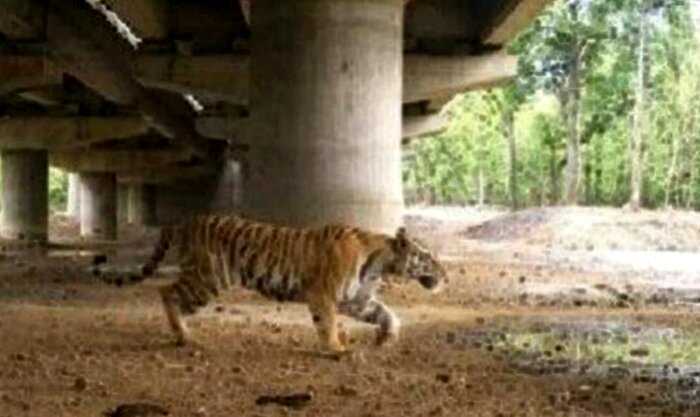 Дорога через землю тигров. 16 километров моста в Индии идут над джунглями, чтобы звери не соприкасались с людьми