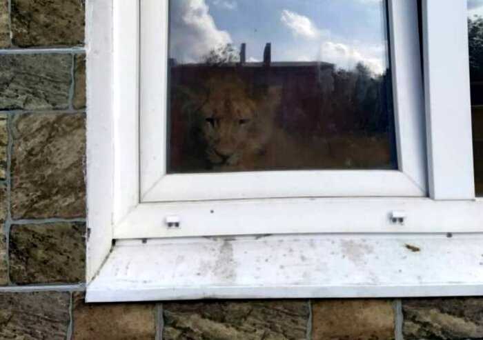 Соседи в Урюпинске поседели от страха, увидев через окно, что на первом этаже теперь живёт лев