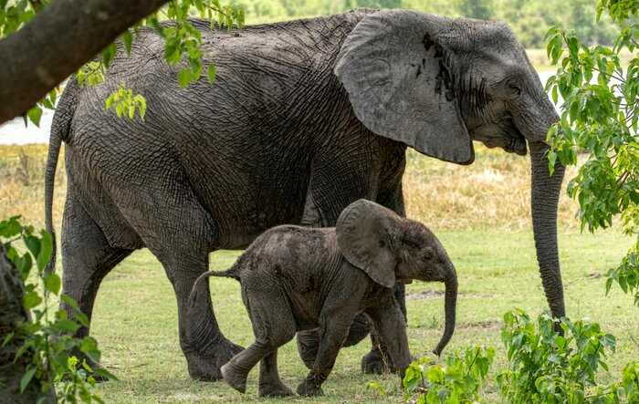 Слониха привела своего новорожденного малыша к людям, которые когда-то спасли ей жизнь
