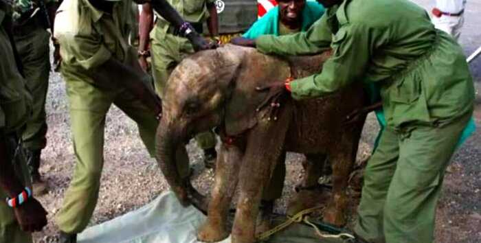 Слониха привела своего новорожденного малыша к людям, которые когда-то спасли ей жизнь