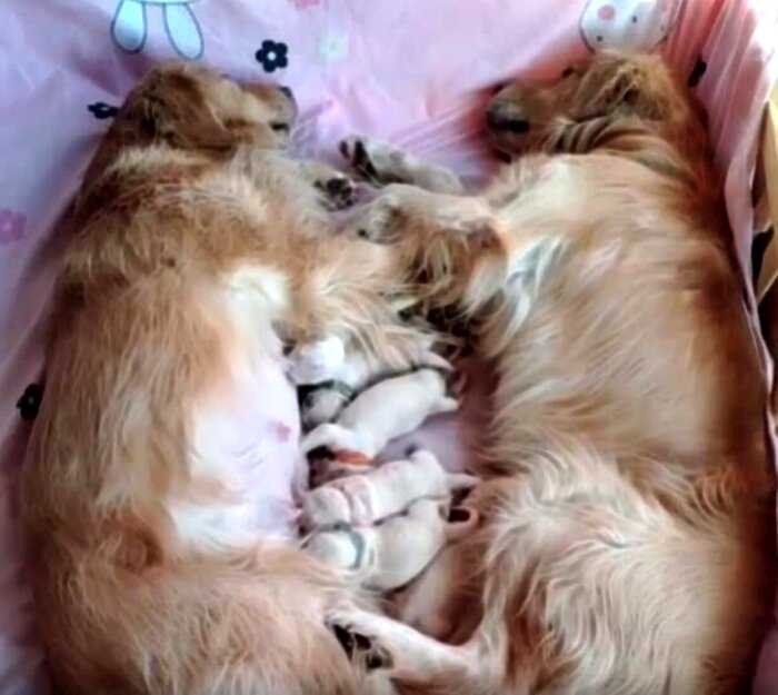 Это семейство со своими новорожденными щенками просто покорило Интернет