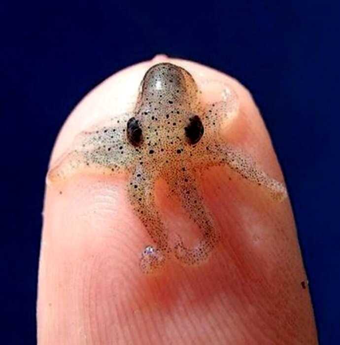 Какие крохи! 20 необычных животных размером с палец