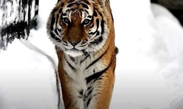 Тигр запутался в ловушке браконьеров и пришел к дому егеря за помощью