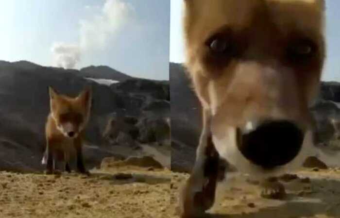 На Камчатке лиса украла у туристов камеру и сняла влог, в котором показала весь свой внутренний мир