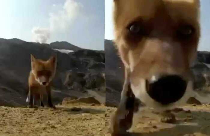 На Камчатке лиса украла у туристов камеру и сняла влог, в котором показала весь свой внутренний мир
