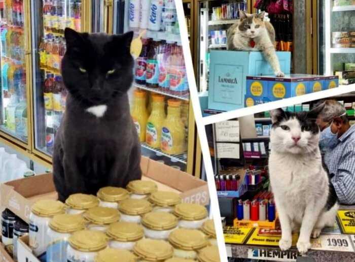 10 дерзких котов, для которых магазин как дом родной, где они чувствует себя хозяевами