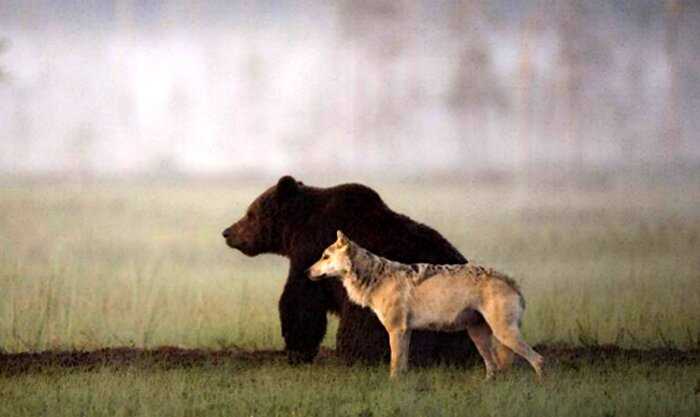 Медведь и волчица стали лучшими друзьями. Живут как стая и вместе охотятся