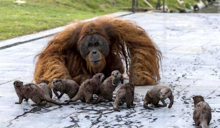 Дружба семьями: в бельгийском зоопарке семейство орангутанов подружилась с семьей выдр