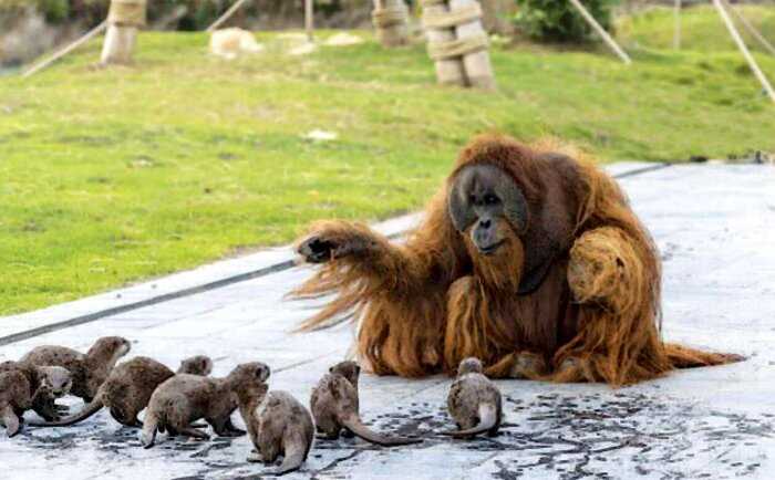 Дружба семьями: в бельгийском зоопарке семейство орангутанов подружилась с семьей выдр