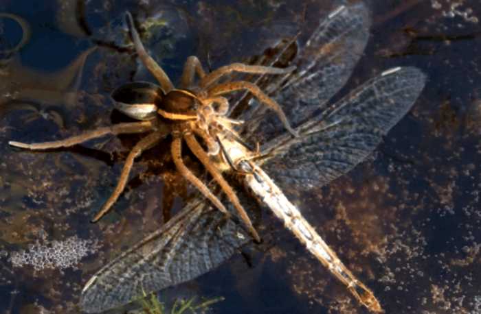 Каёмчатый охотник: Крупный паук, который обитает на реках и озёрах по всей России. Он умеет ходить по воде…