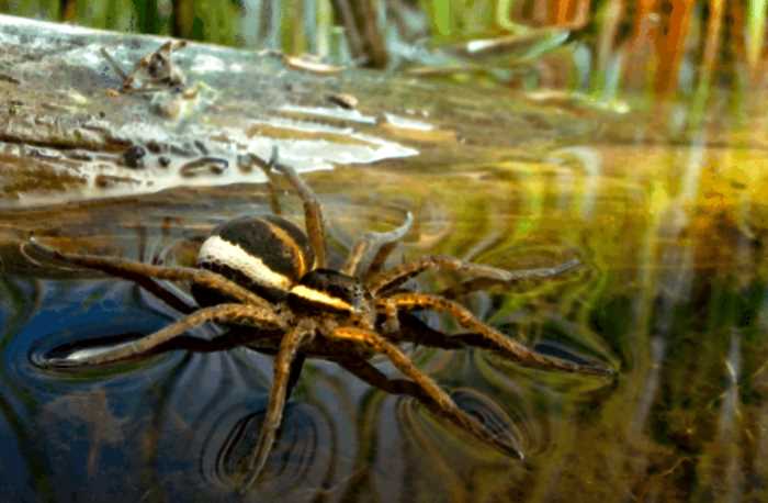 Каёмчатый охотник: Крупный паук, который обитает на реках и озёрах по всей России. Он умеет ходить по воде…