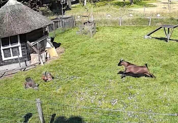 Камера сняла эпичное видео, как коза и петух спасли свою подружку-курицу, когда её схватил ястреб