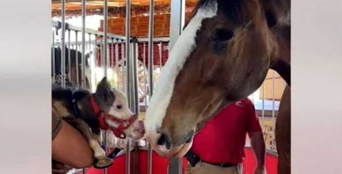 История самой крошечной лошадки в мире: она считает себя бульдожкой