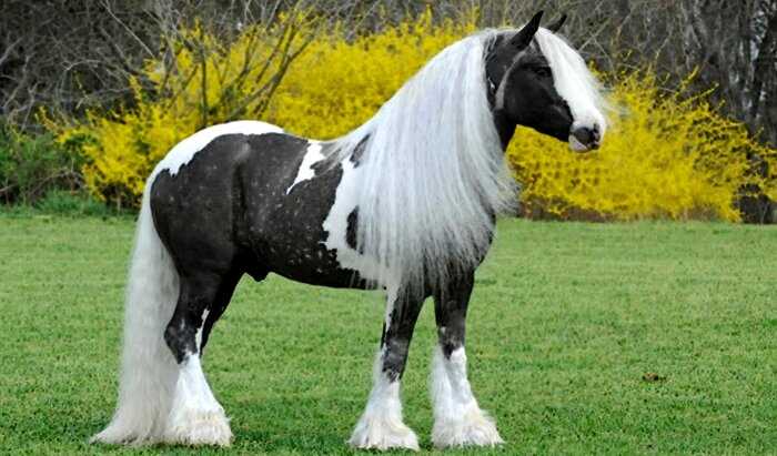 10 самых красивых пород лошадей