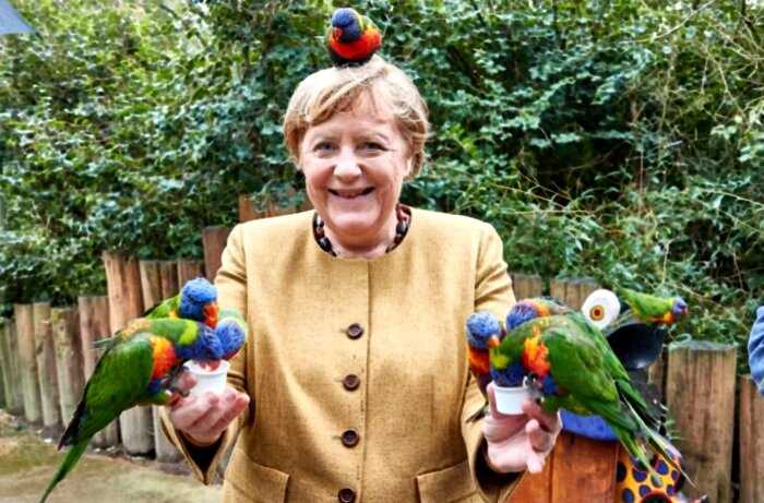 Попугаи совершили покушение на Меркель, пока она их кормила в зоопарке, и её реакция бесподобна
