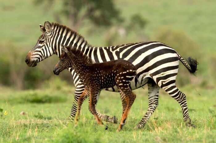 В Кении родилась необычная зебра: малышка не полосатая, а пятнистая