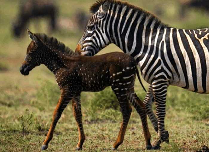 В Кении родилась необычная зебра: малышка не полосатая, а пятнистая