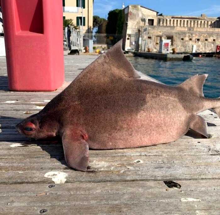 В Италии моряки поймали странную рыбу, ведь ее морда была от совсем другого животного — свиное рыло