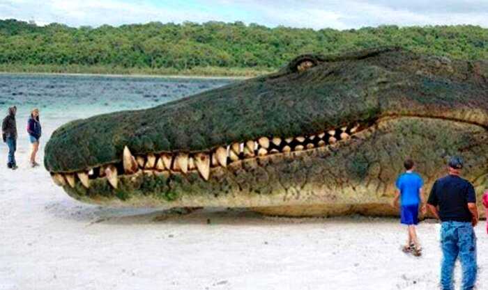 8 миллионов лет назад в джунглях Амазонии жил самый крупный хищник в истории. Длина крокодила была 20 метров