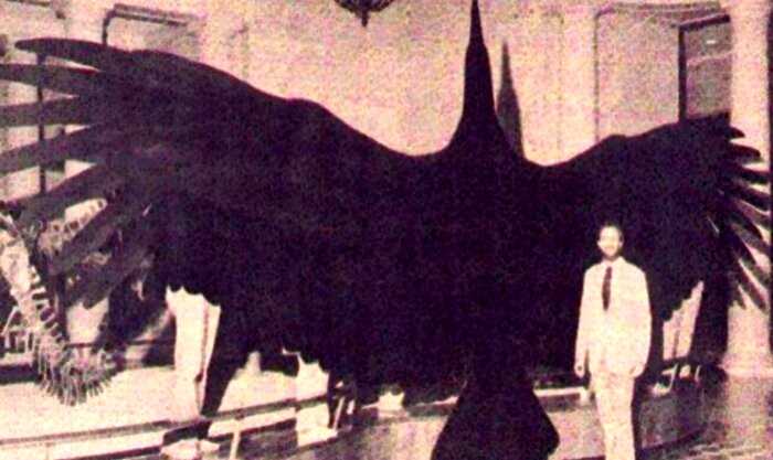 6 миллионов лет назад над Землей летала самая большая птица в истории. Размах ее крыльев превышал 6 метров
