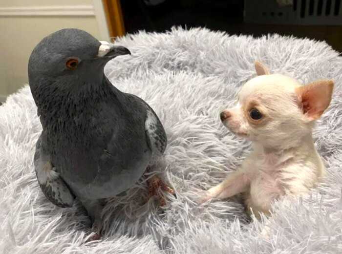 Необычные друзья: голубь, который не летает, дружит со щенком, который не может ходить