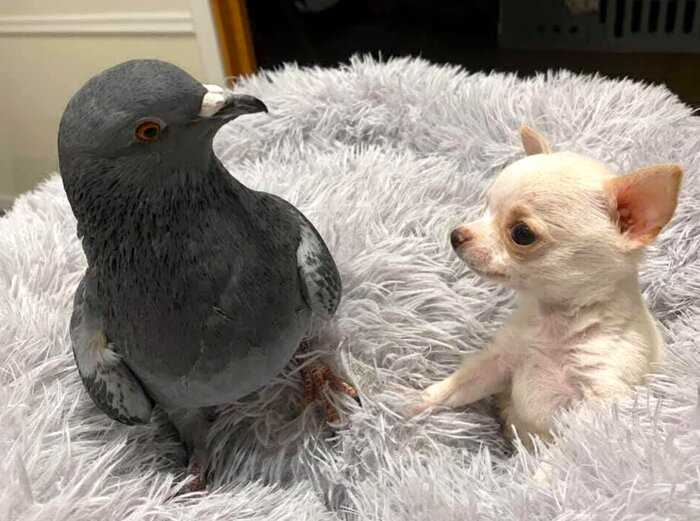 Необычные друзья: голубь, который не летает, дружит со щенком, который не может ходить