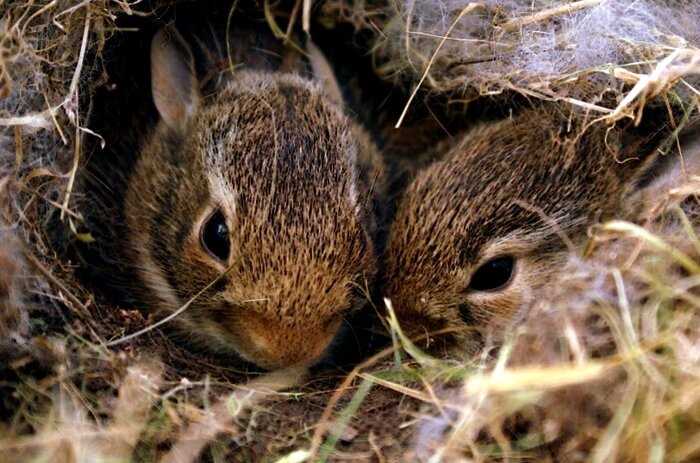 Почему детство кроликов не такое радужное, или как выжить под землей