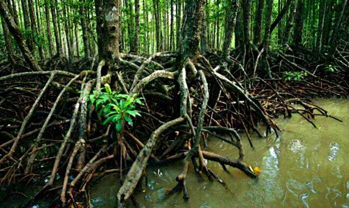 Блуждающие огни Бенгальских болот. Индийцы отказываются ходить в топи и утверждают, что болото «живое»