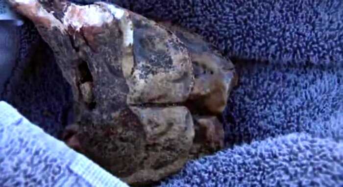 6-летний мальчик нашел гигантский зуб мастодонта: находке около 12 000 лет